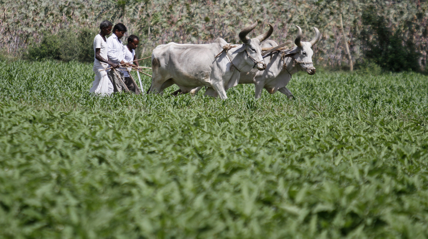 Fracking triggers bean rush in India