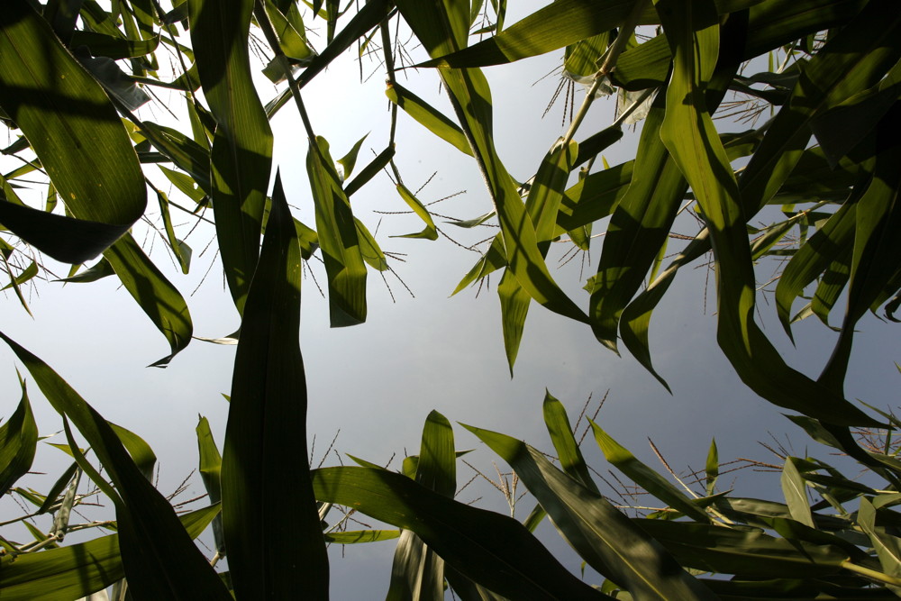 13 January: US crop production goes into over-drive, crashing price outlook