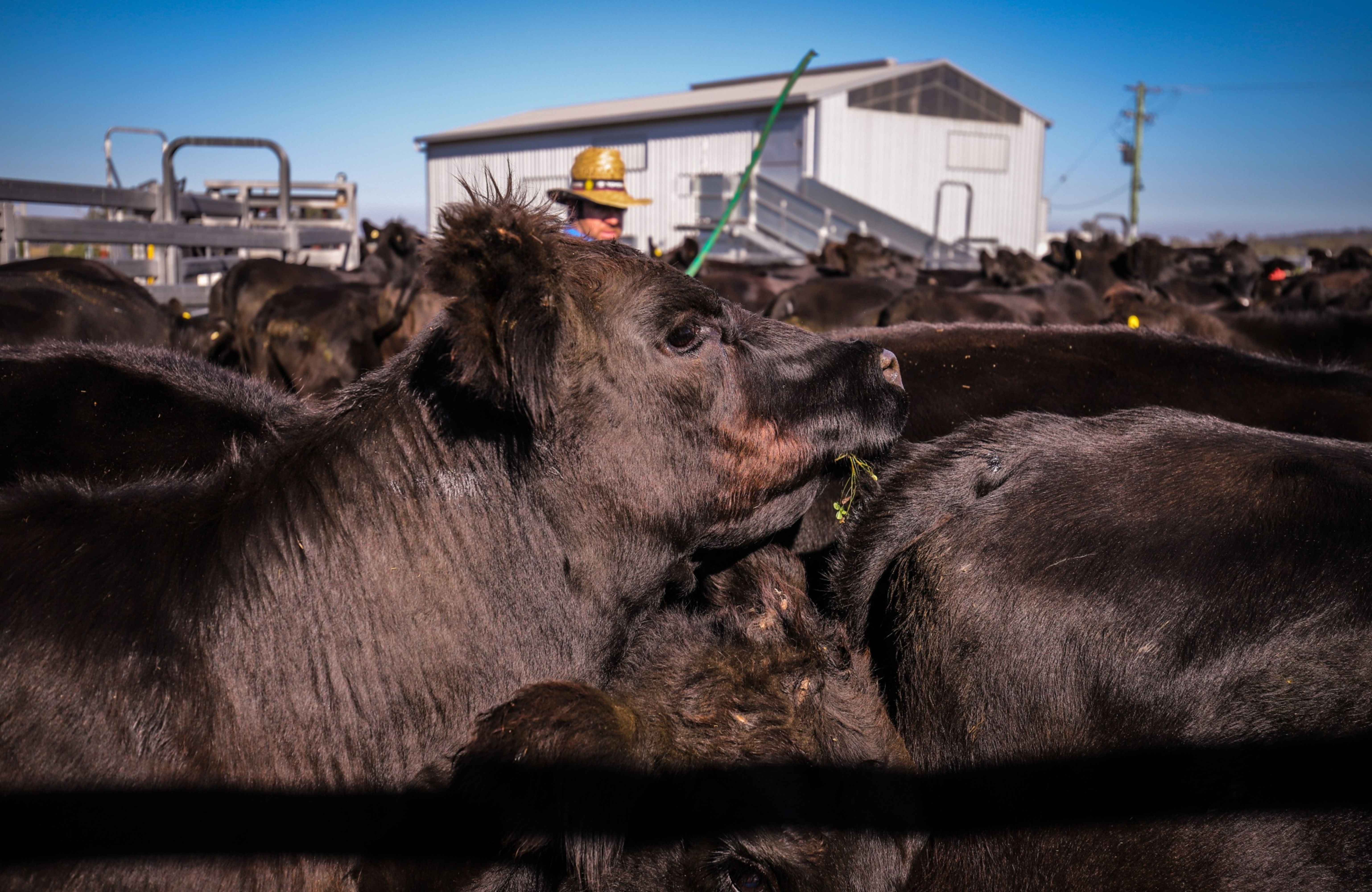 Cattle Farming in New South Wales Amid Escalating Tension With China