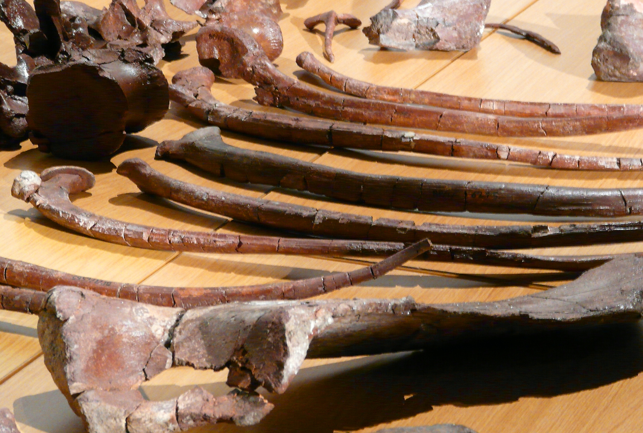 SA's ancient soil yields new dinosaur species