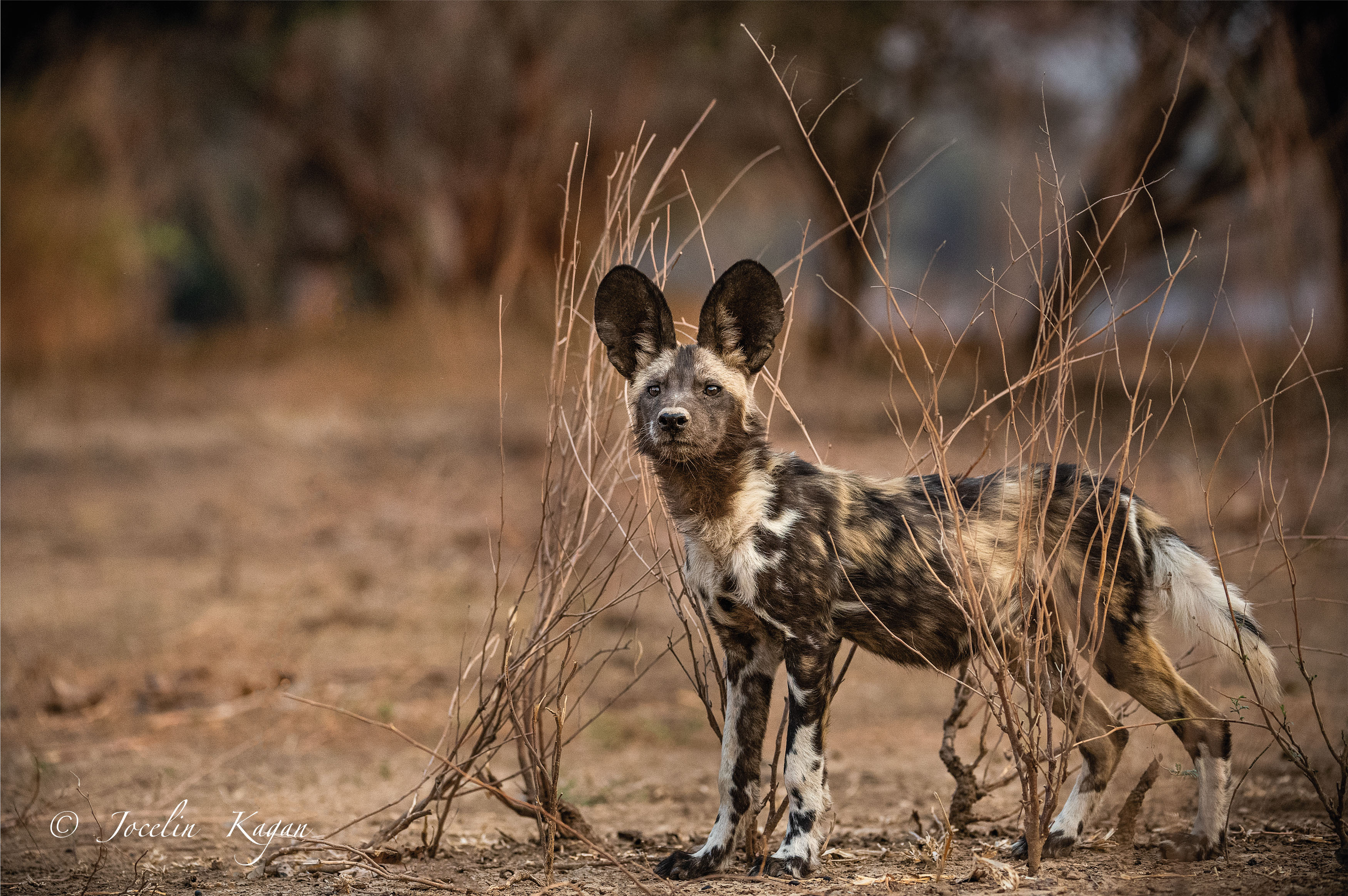 'Africa’s Wild Dogs': Nomads of the Bushveld