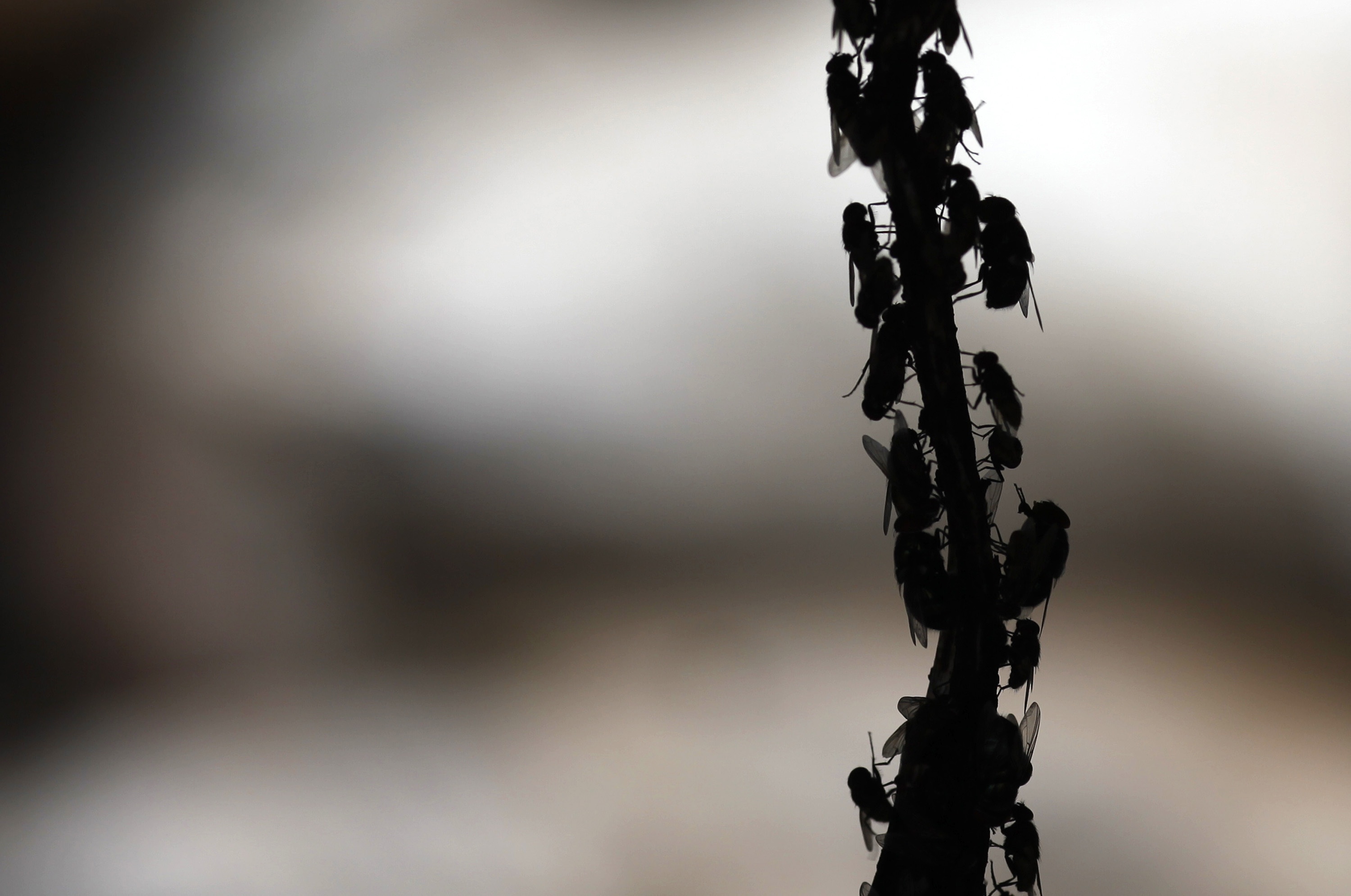 Sustain our Africa: From maggots to marketing