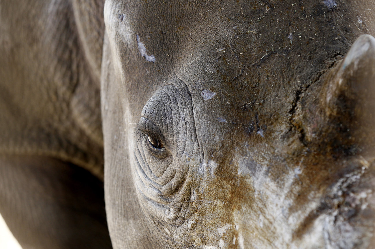 Solving the thousand-piece rhino poaching puzzle