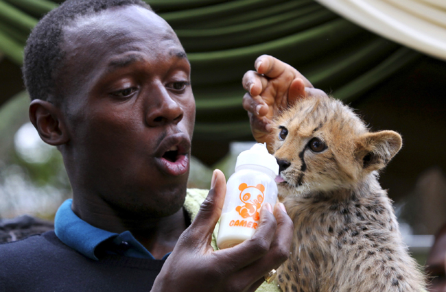 Fastest land animal meets fastest man