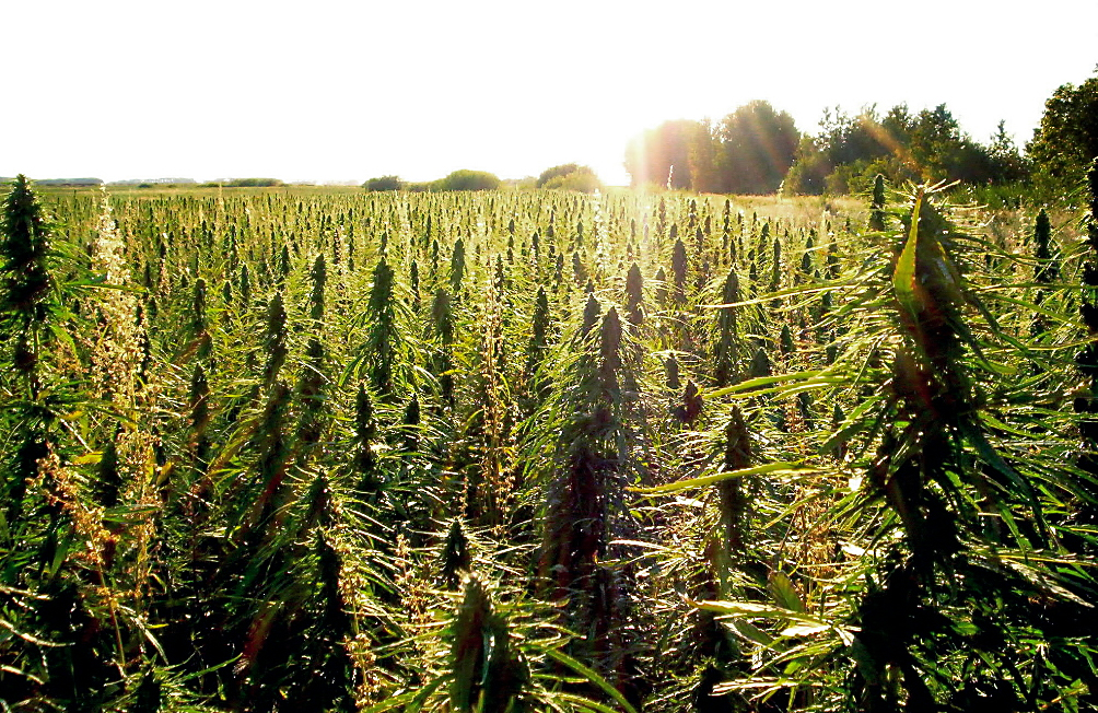 Getting high on the idea of a hemp-fuelled Transkei