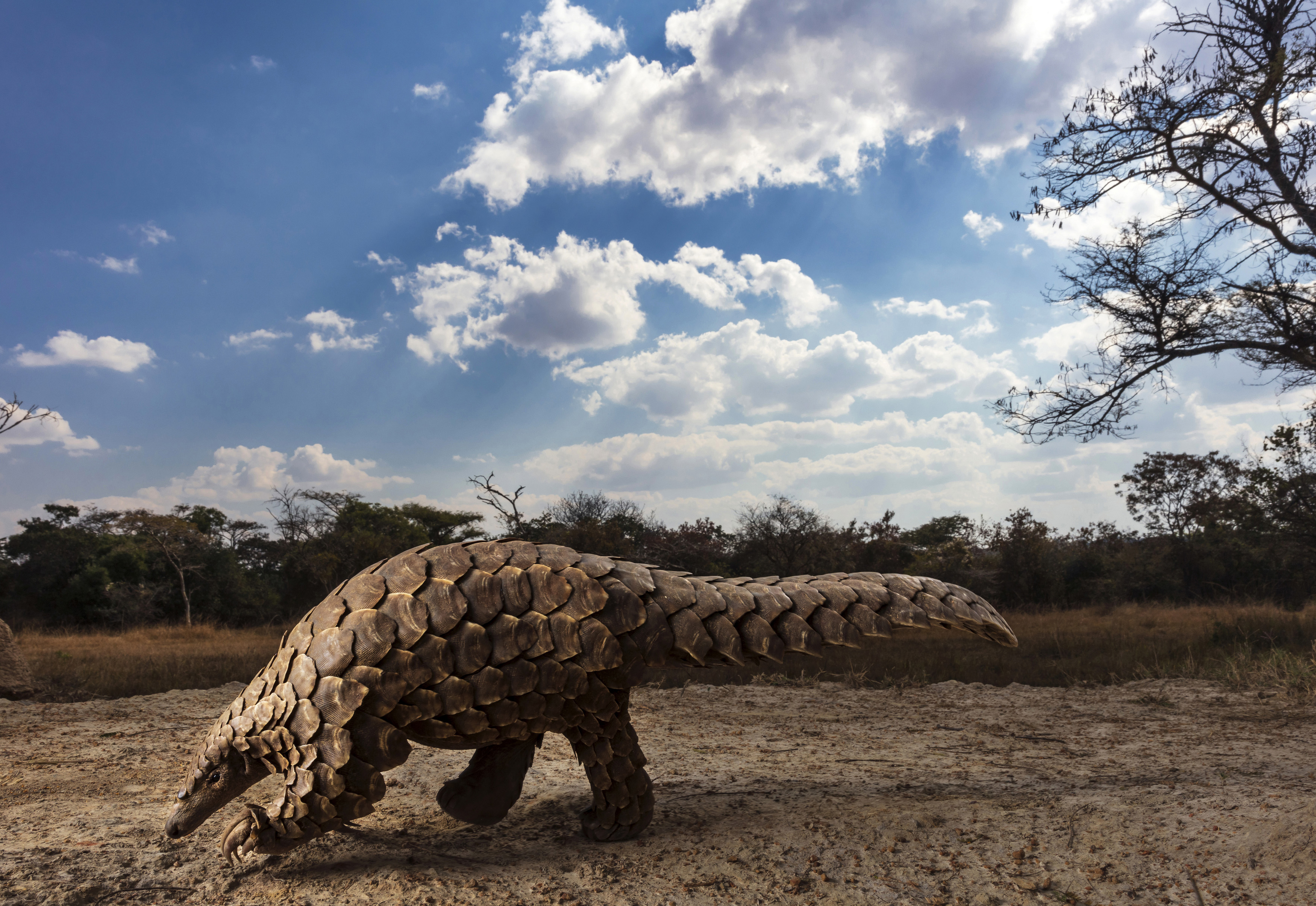 SA photographer Brent Stirton's chilling series: ‘Pangolins in Crisis’