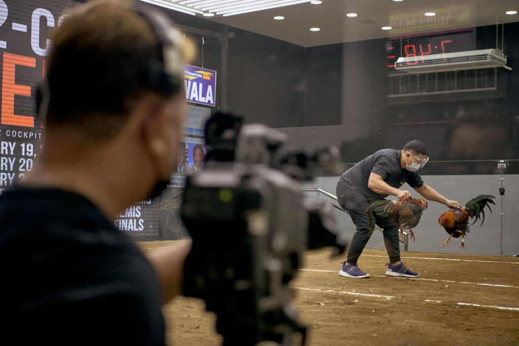 Eastern Cape Gambling Board defies ministerial order to halt cockfighting bets