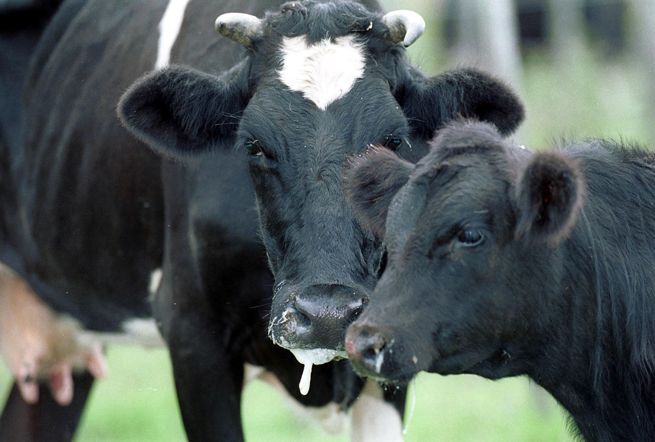 Foot-and-mouth knocks on SA's door