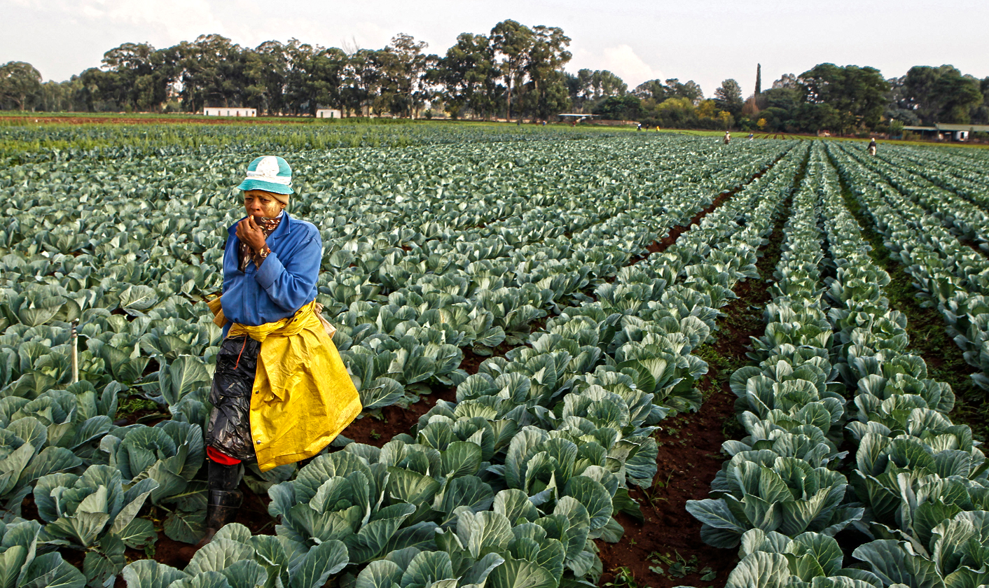 A worker walks between rows of vegetables at a farm in Eikenhof