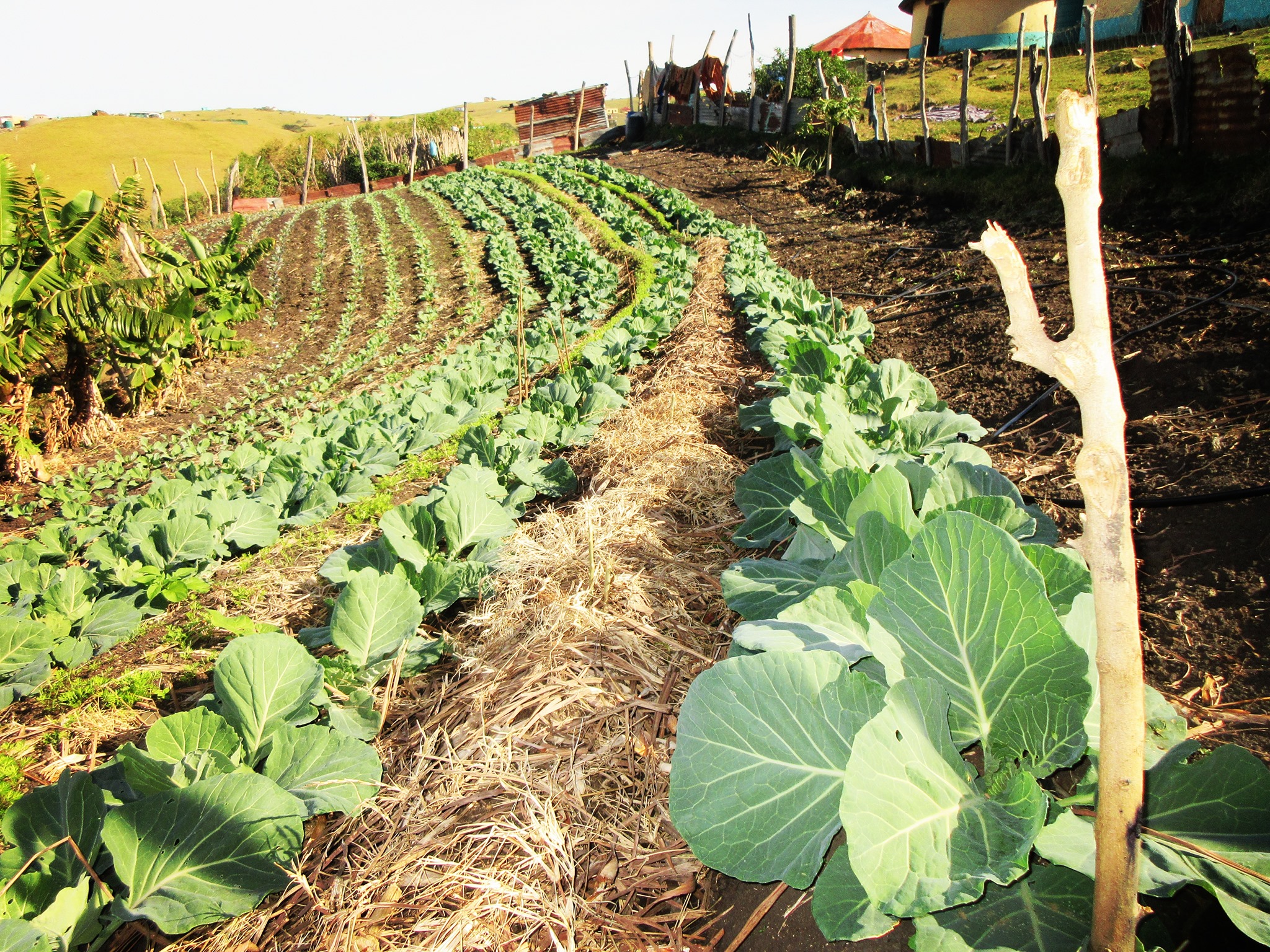 A village lesson on preventing a climate catastrophe