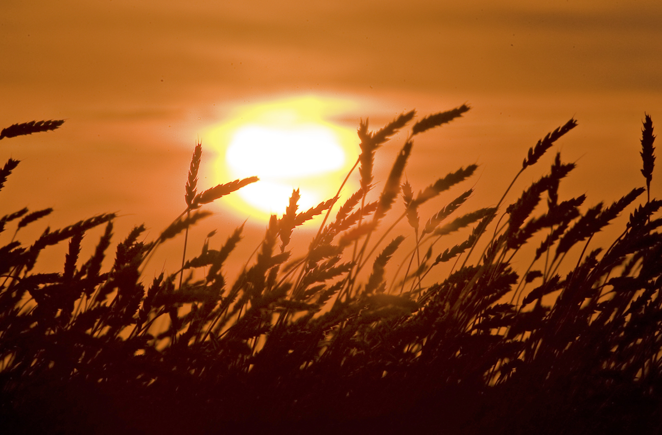 Global food supply under serious threat