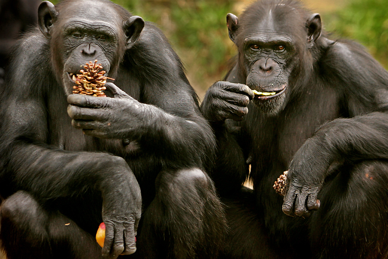 Abkhazian dreams of a monkey on Mars