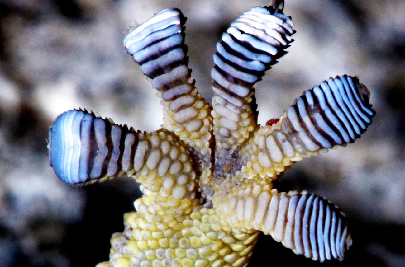 Biomimicry: if the world's biggest companies can dig nature-inspired design, why can't yours?