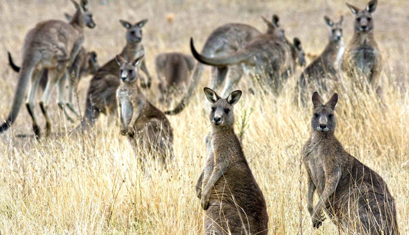 Australian sport: Widespread doping, organised crime