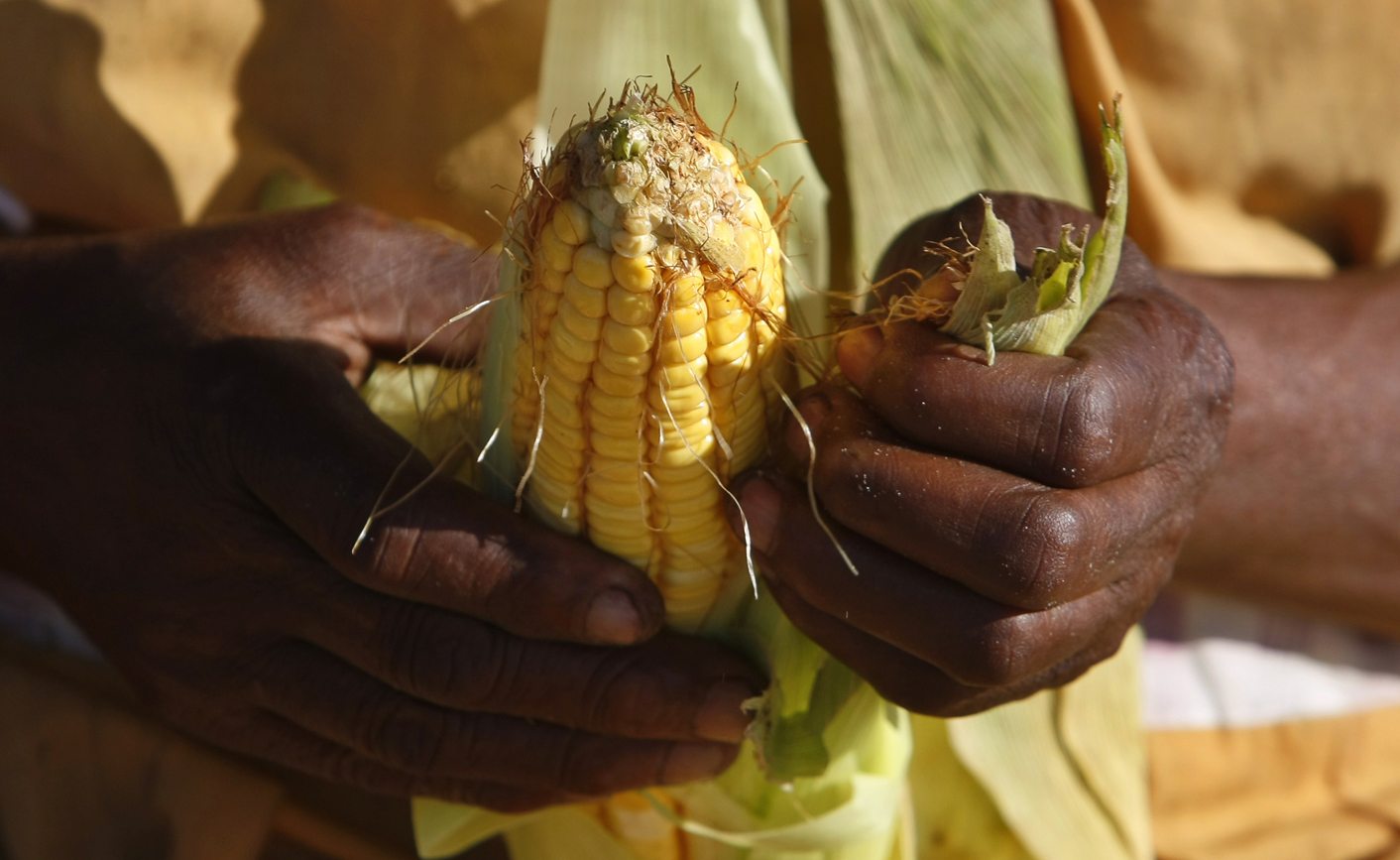 SA’s genetically modified maize: Here's what you should know about it