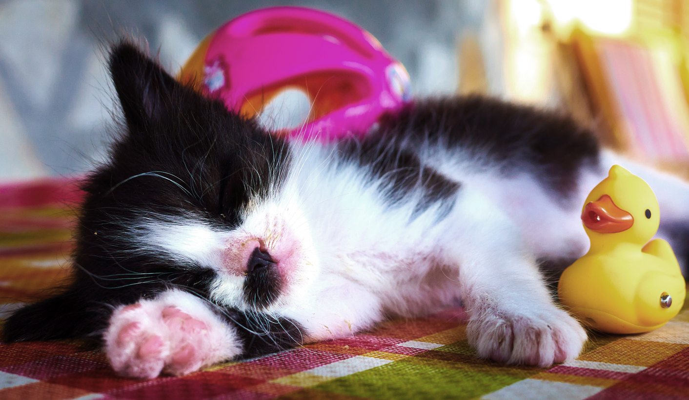 Chasing the dream: Unravelling the mysteries of sleep