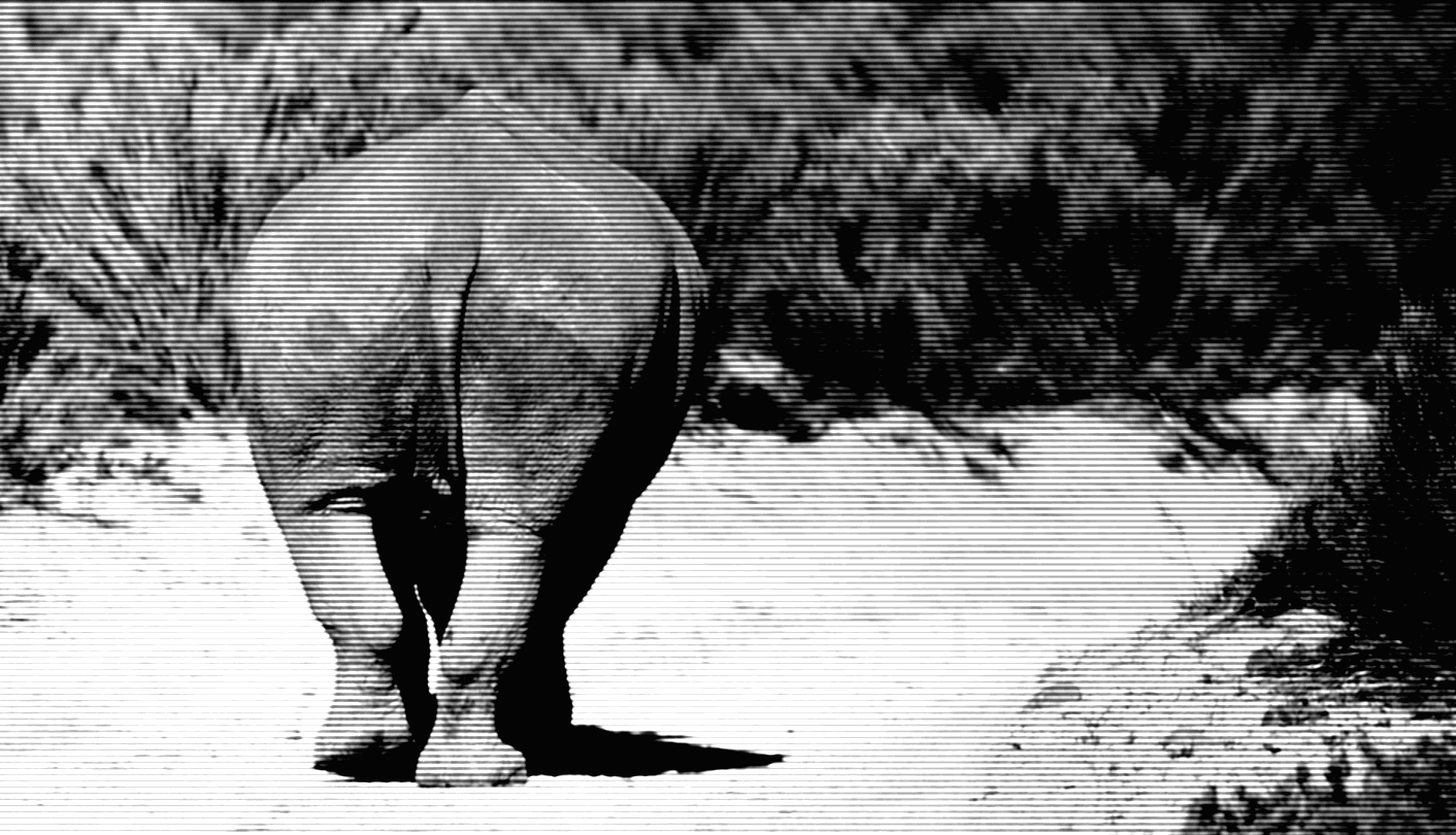 To legalise or not to legalise trade in rhino horn? Stakeholders make their case