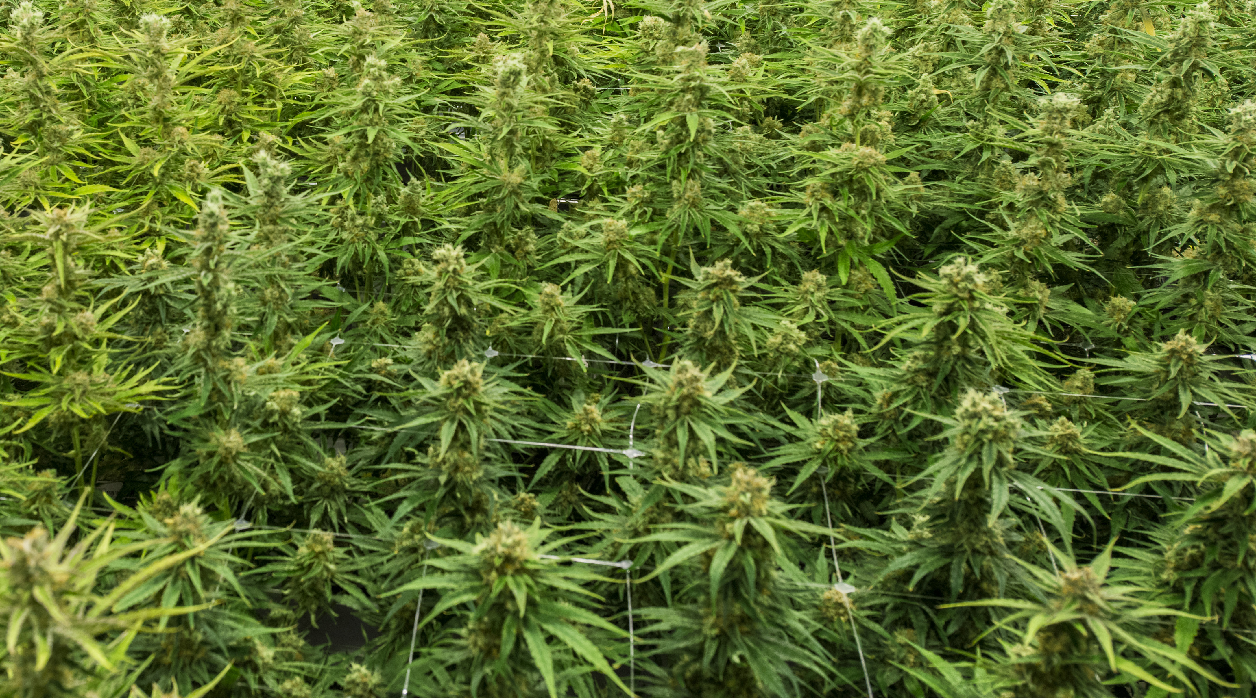 Cannabis under the spotlight in wake of Constitutional Court judgment