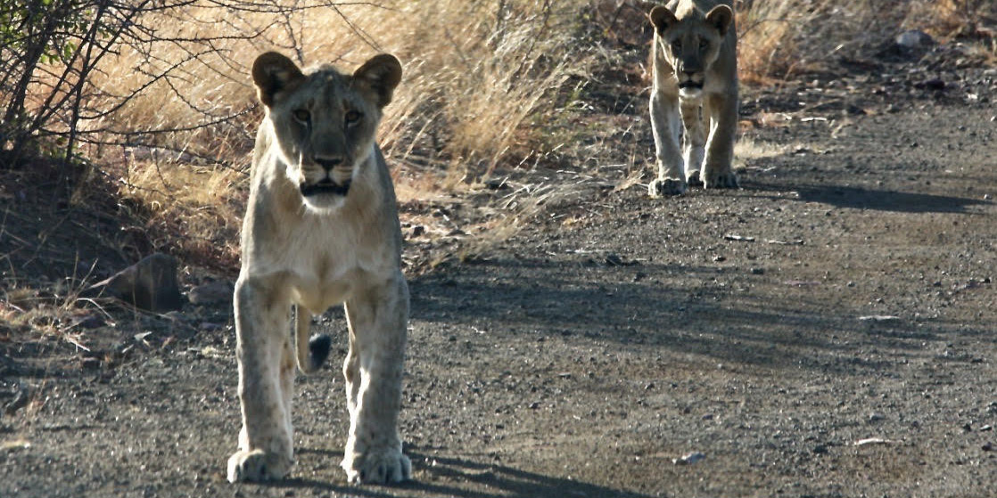 Africa’s beastly burden: The case for shrinking the faunal poverty line