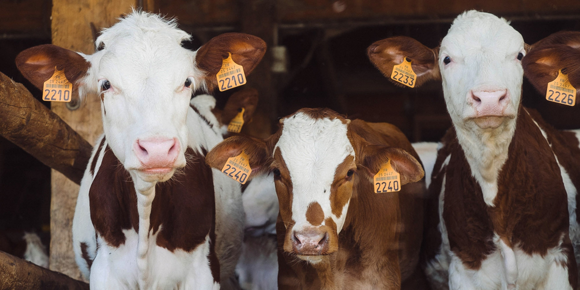 A good time to braai: SA meat prices floored by export ban