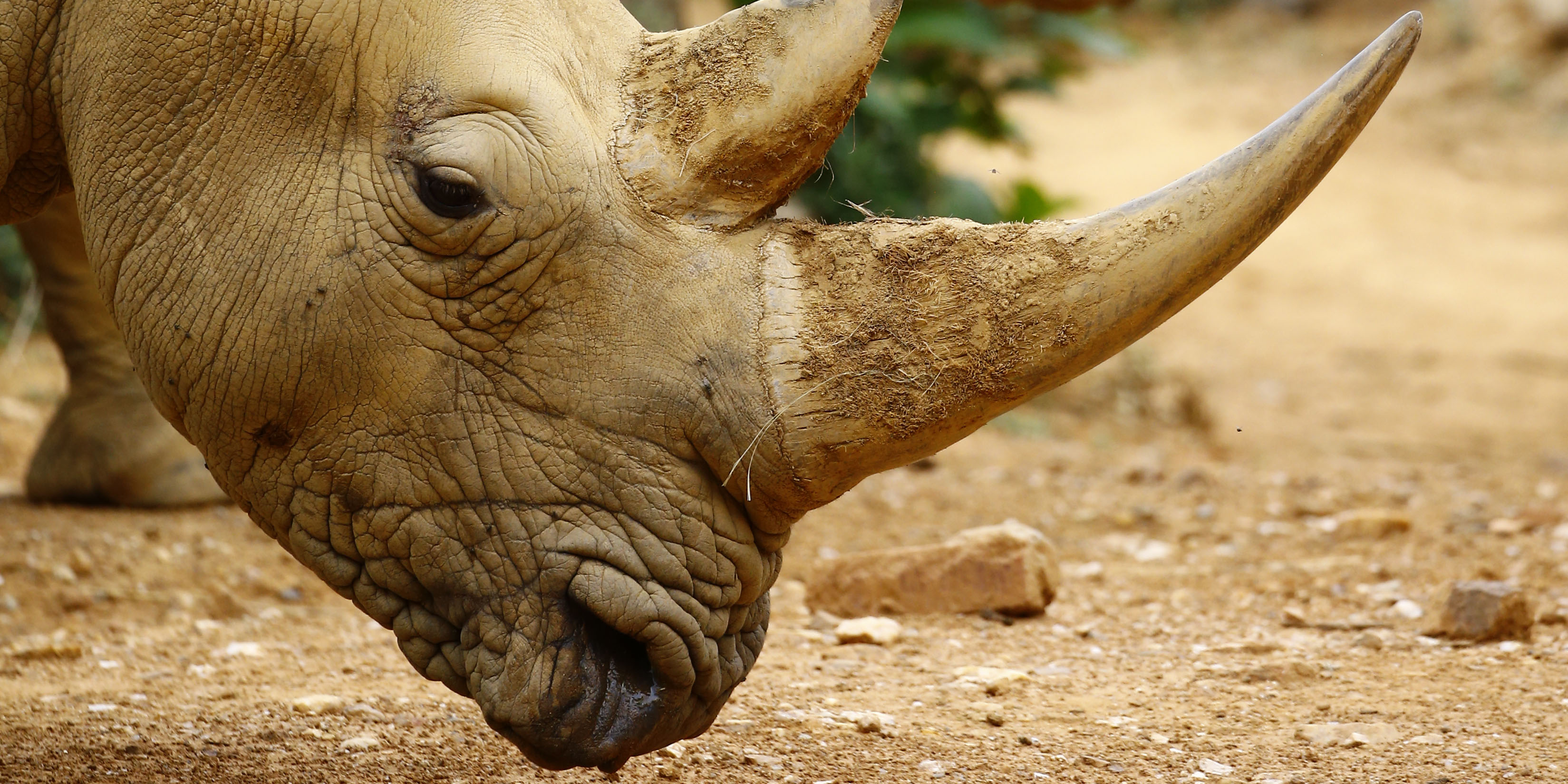 Top rhino rancher running out of options after property auction flop