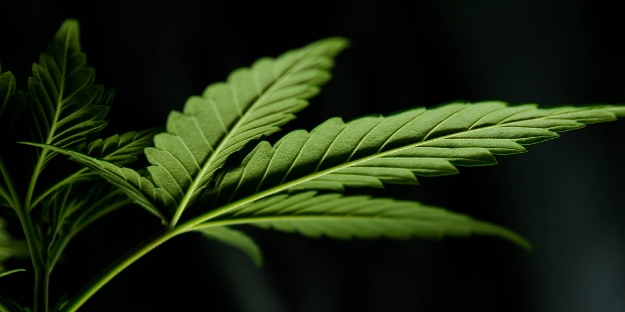 SA and legal cannabis: profits should be reaped, but like any industry, there are also risks