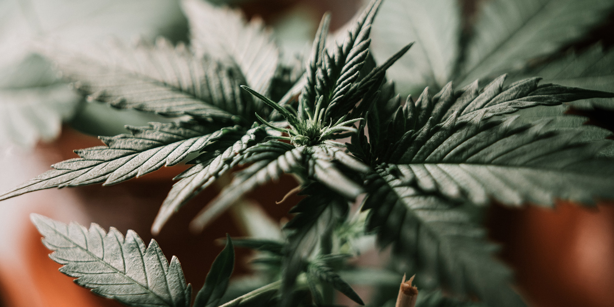 New regulations: South Africa takes another step down the green cannabis road