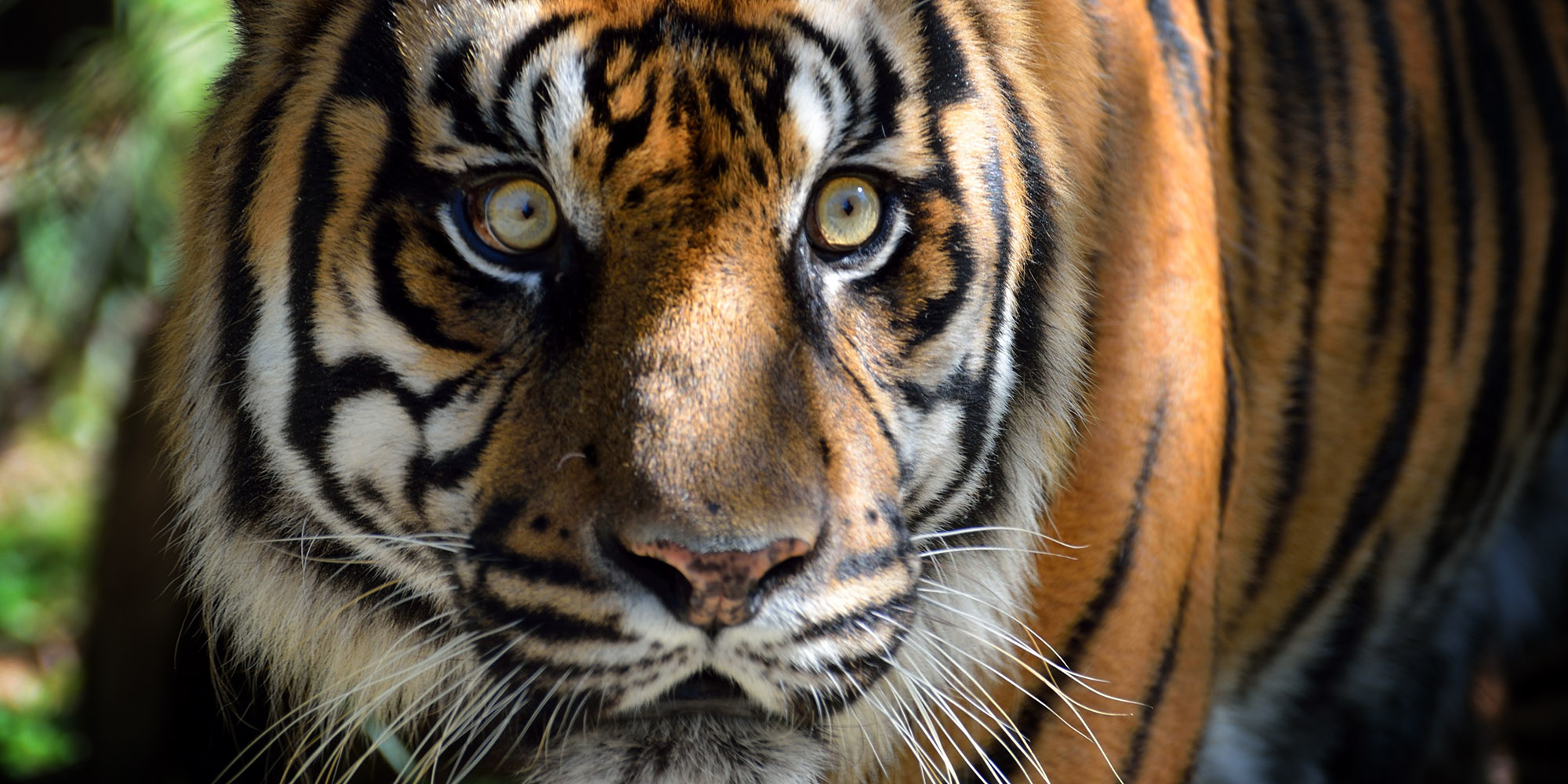 Why the development state model has worked in Asia, but not in SA and the rest of Africa