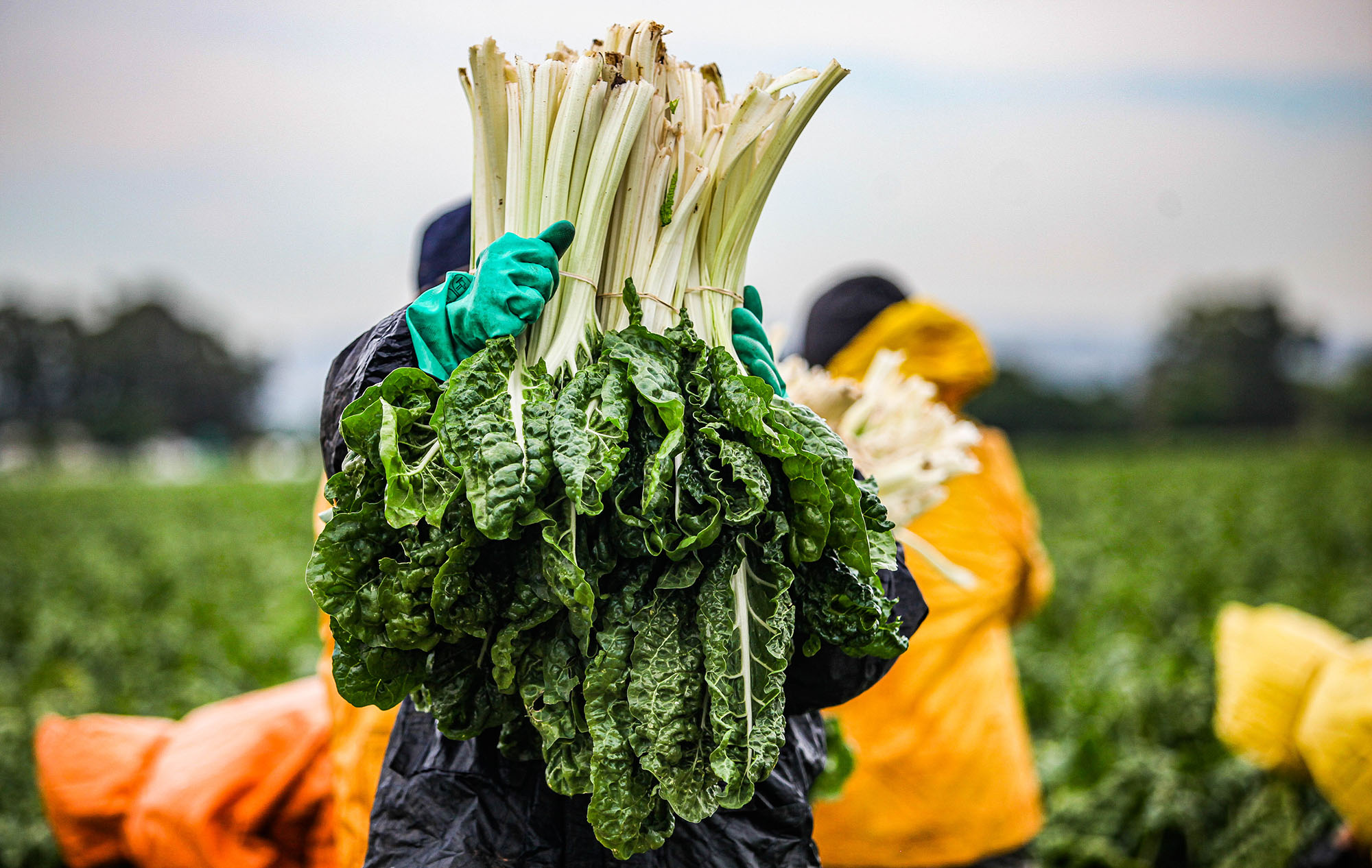 Farmers harvest spinach at DF Farm in Dawn Park