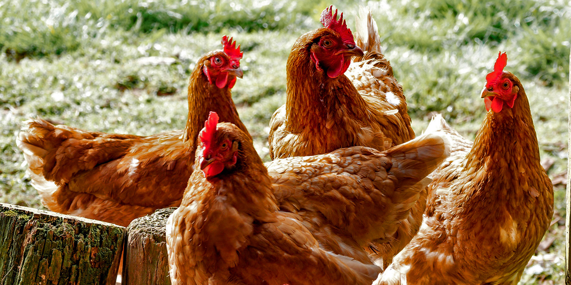 VAT-free chicken unlikely to fly with Treasury, says analyst