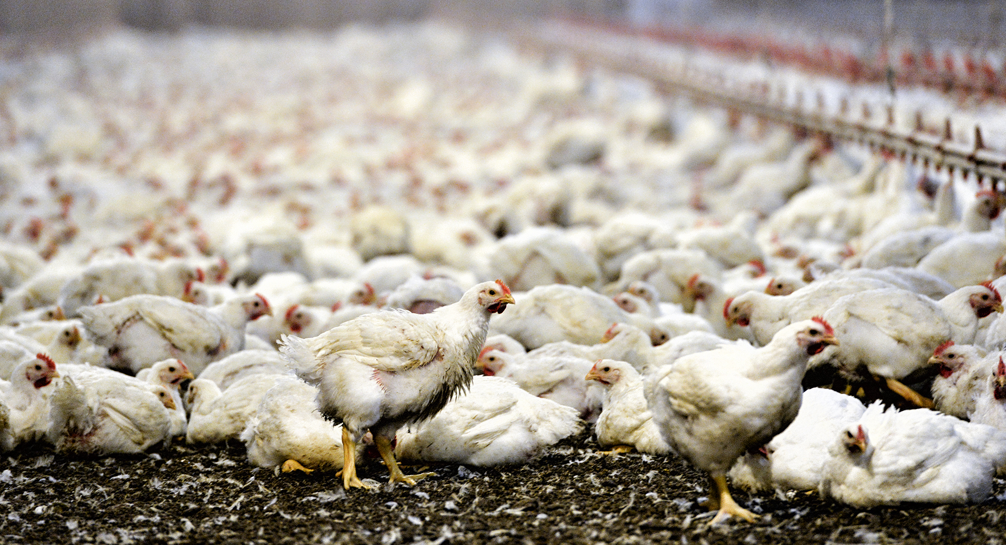 If you can’t beat them, join them by being better at something else