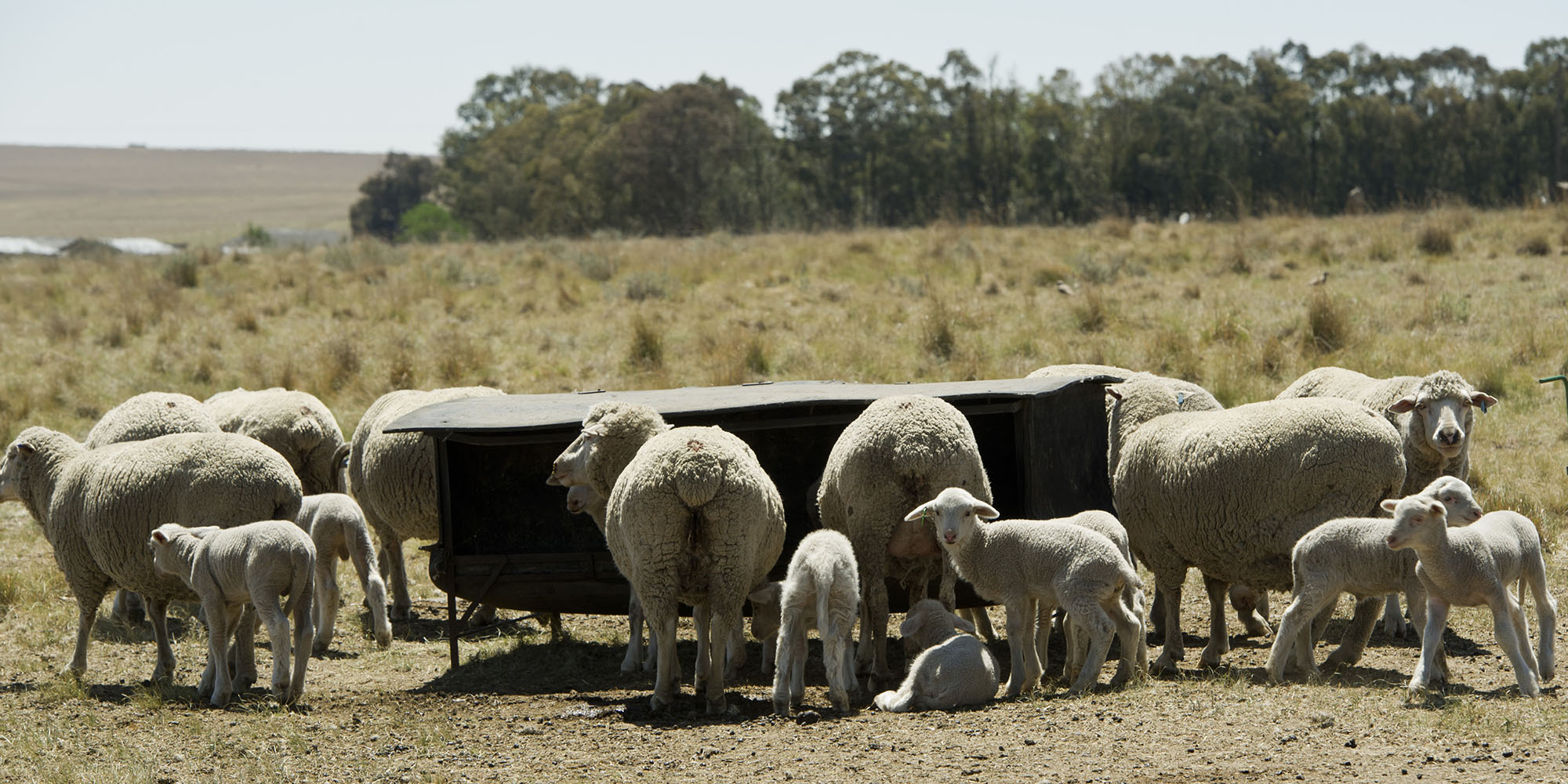 Eastern Cape farmers take stock after devastation caused by floods
