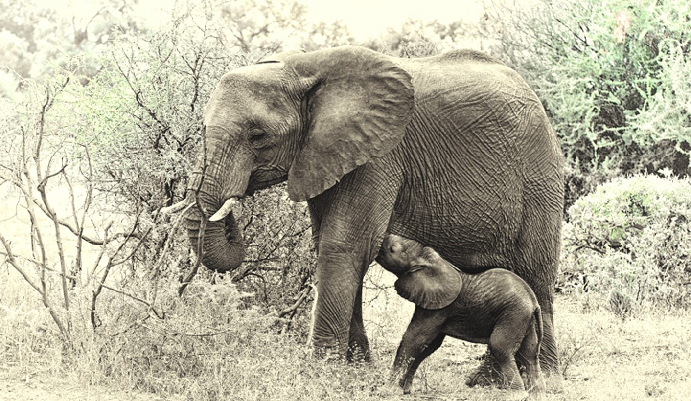 Op-Ed: Namibia ducks elephant census