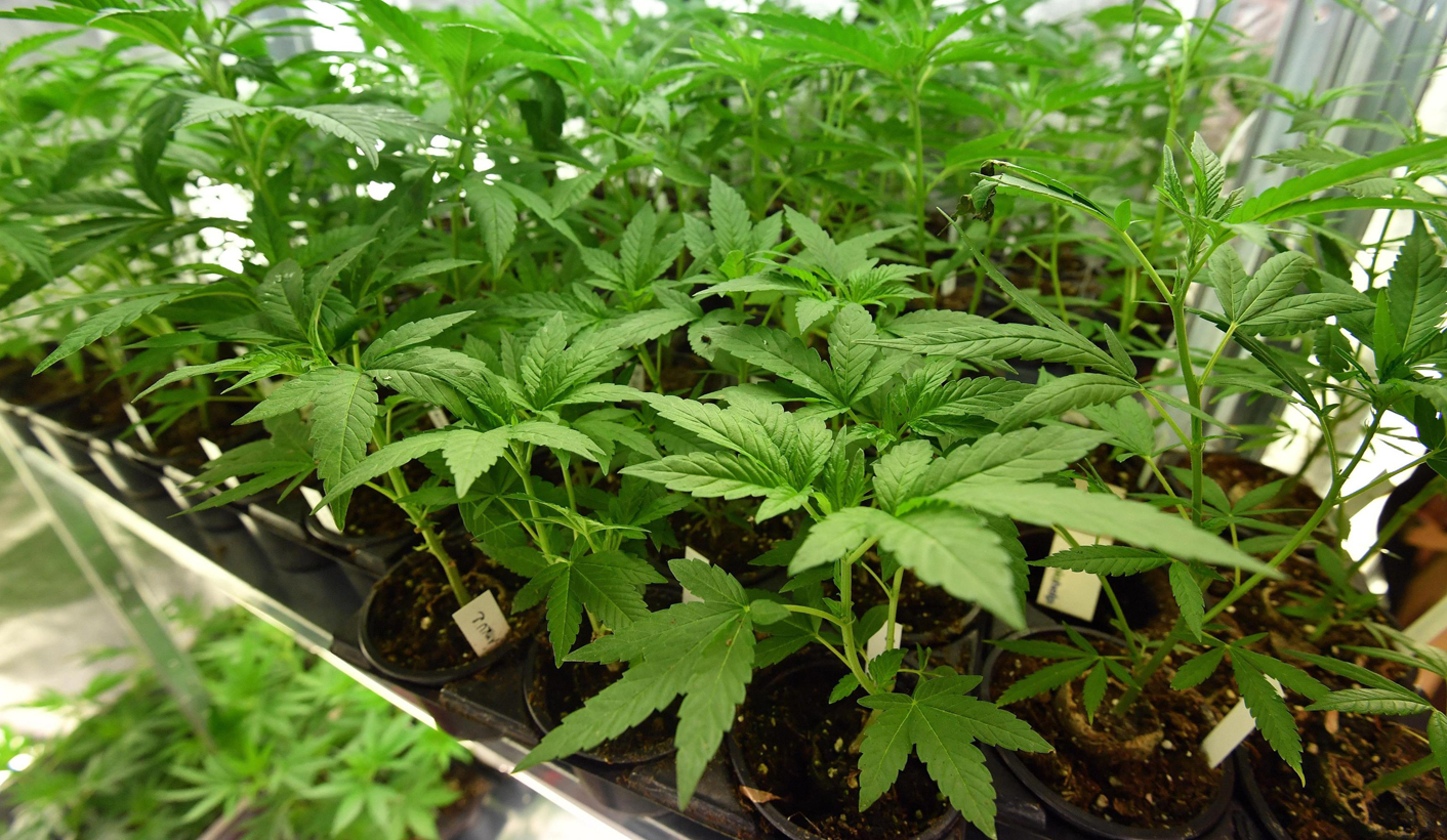 West Africa reform agenda looks to decriminalise drug use