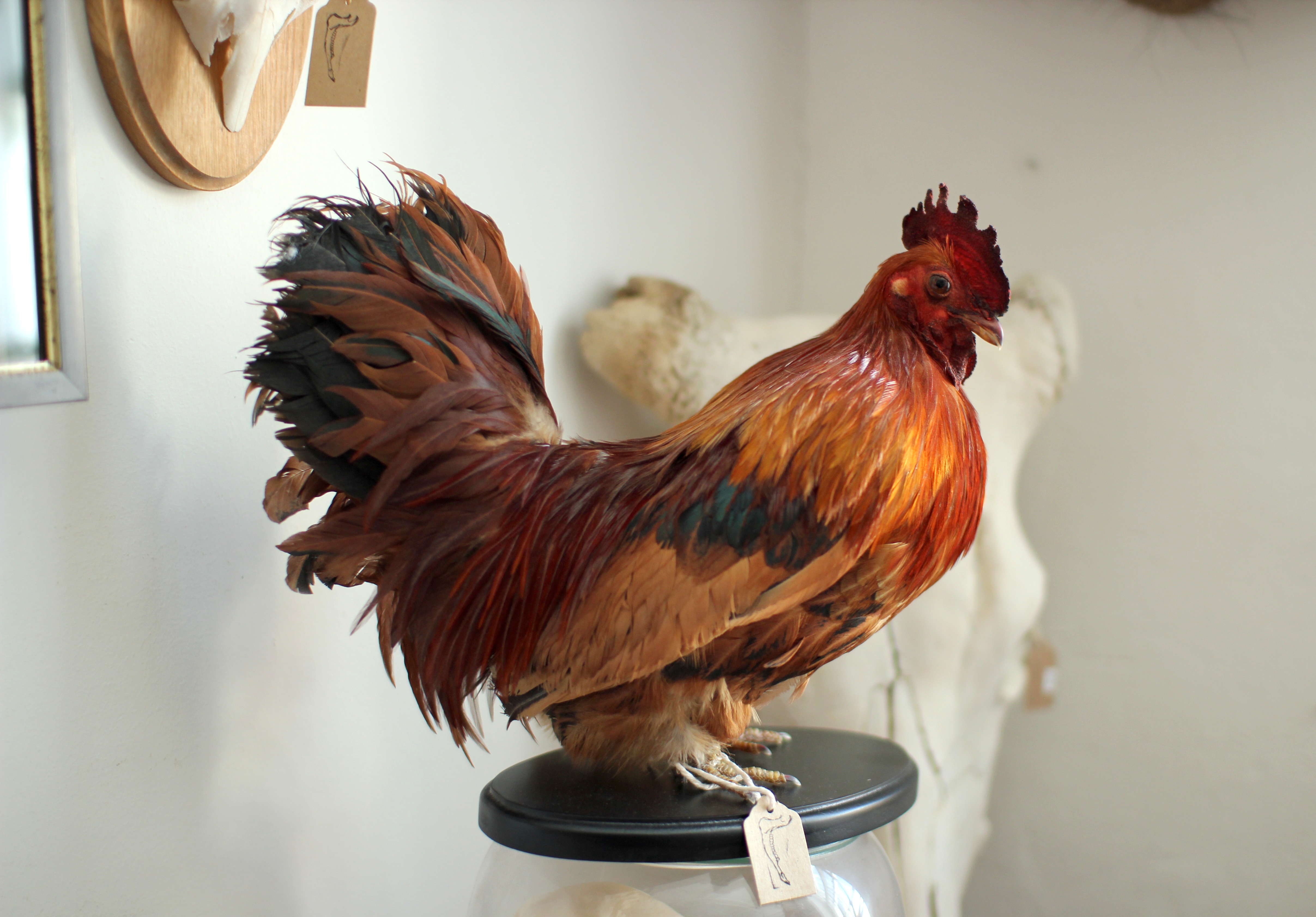 The stuff of life: Getting under the skin of a taxidermist