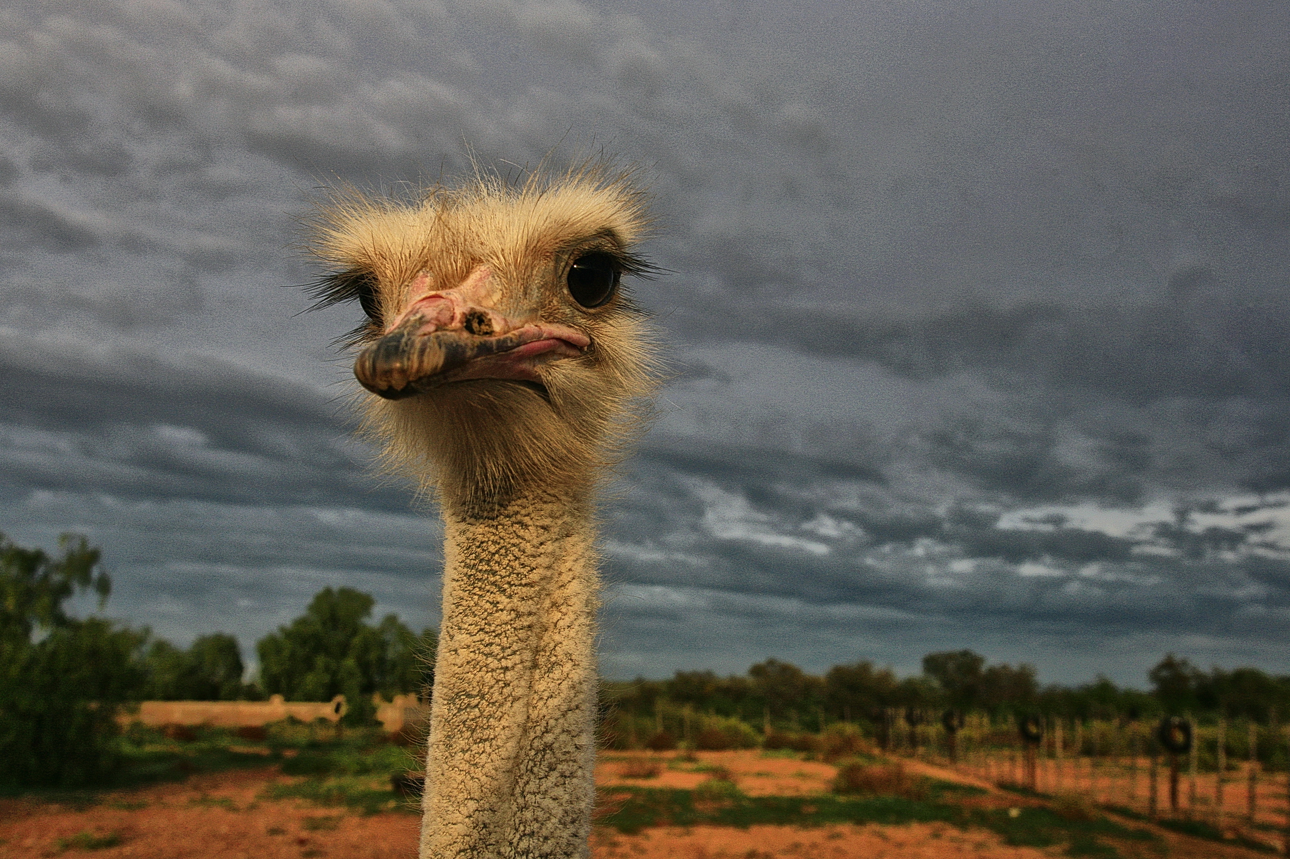 The Magic Bird, a noble ostrich of the Karoo