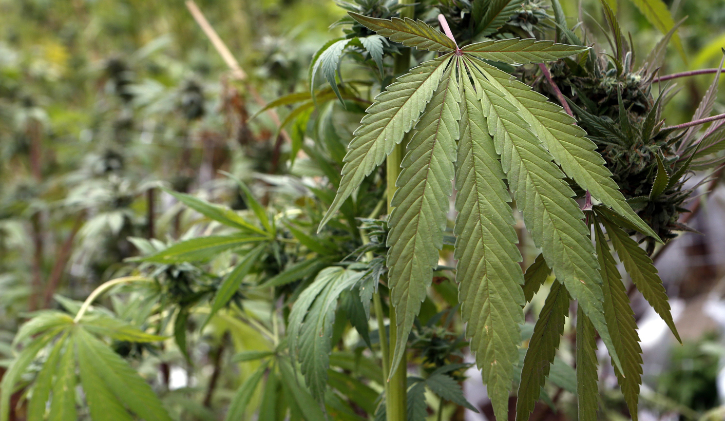 The Cannabis Chronicles: On the upside of moral panic