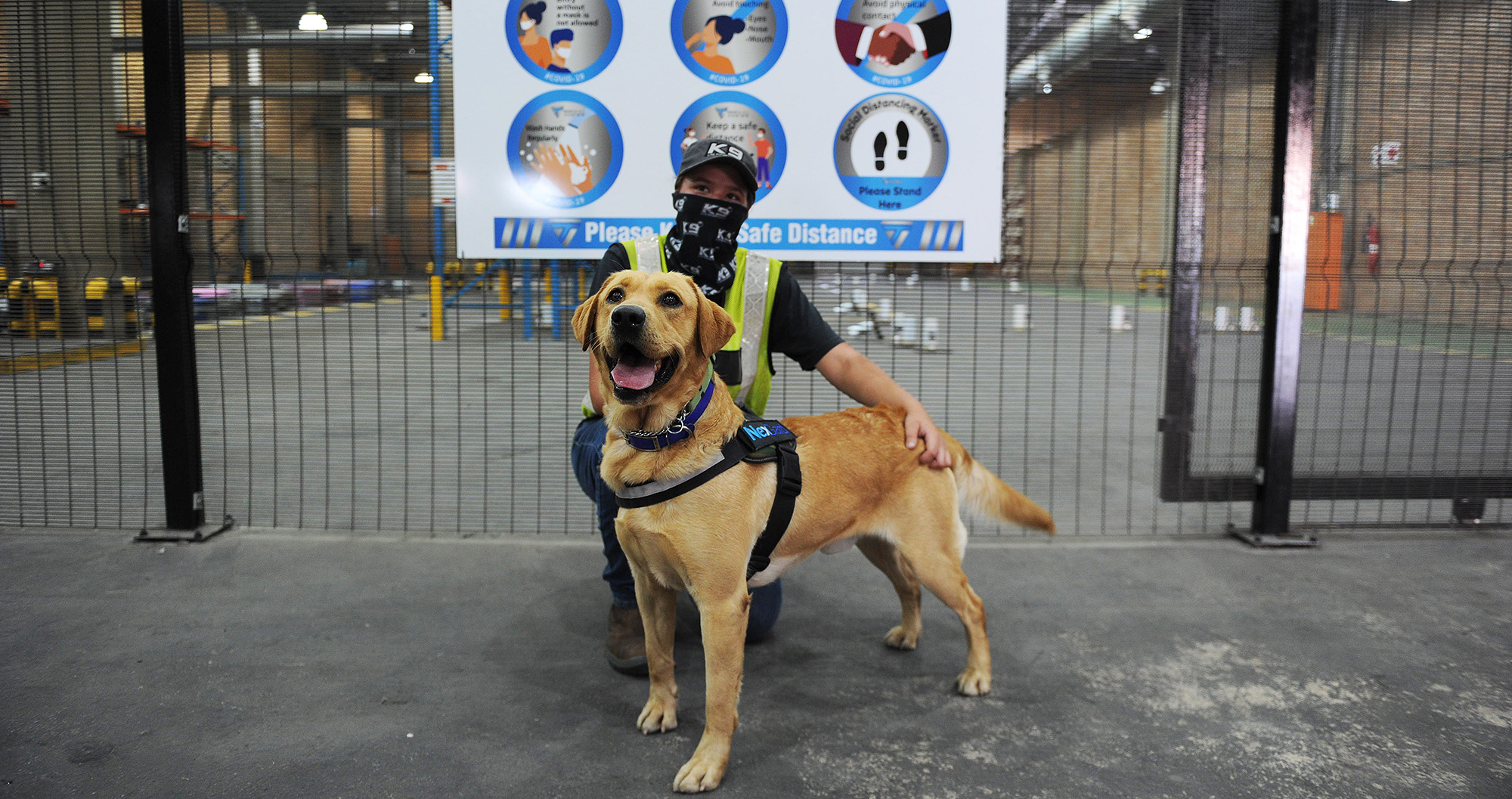 Sniffer dogs trained to detect COVID-19 at airports
