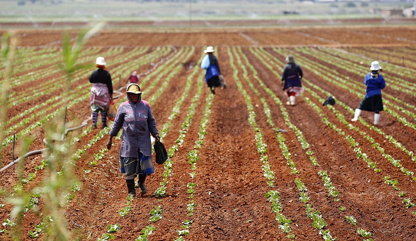 Farm workers stand in a field at a farm in Klippoortie, east of Johannesburg