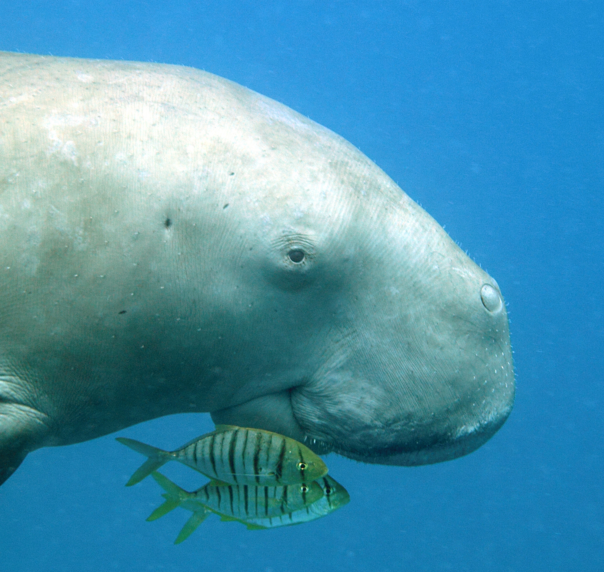 Greens victorious as Sasol ditches Africa sea paradise gas-drilling plan