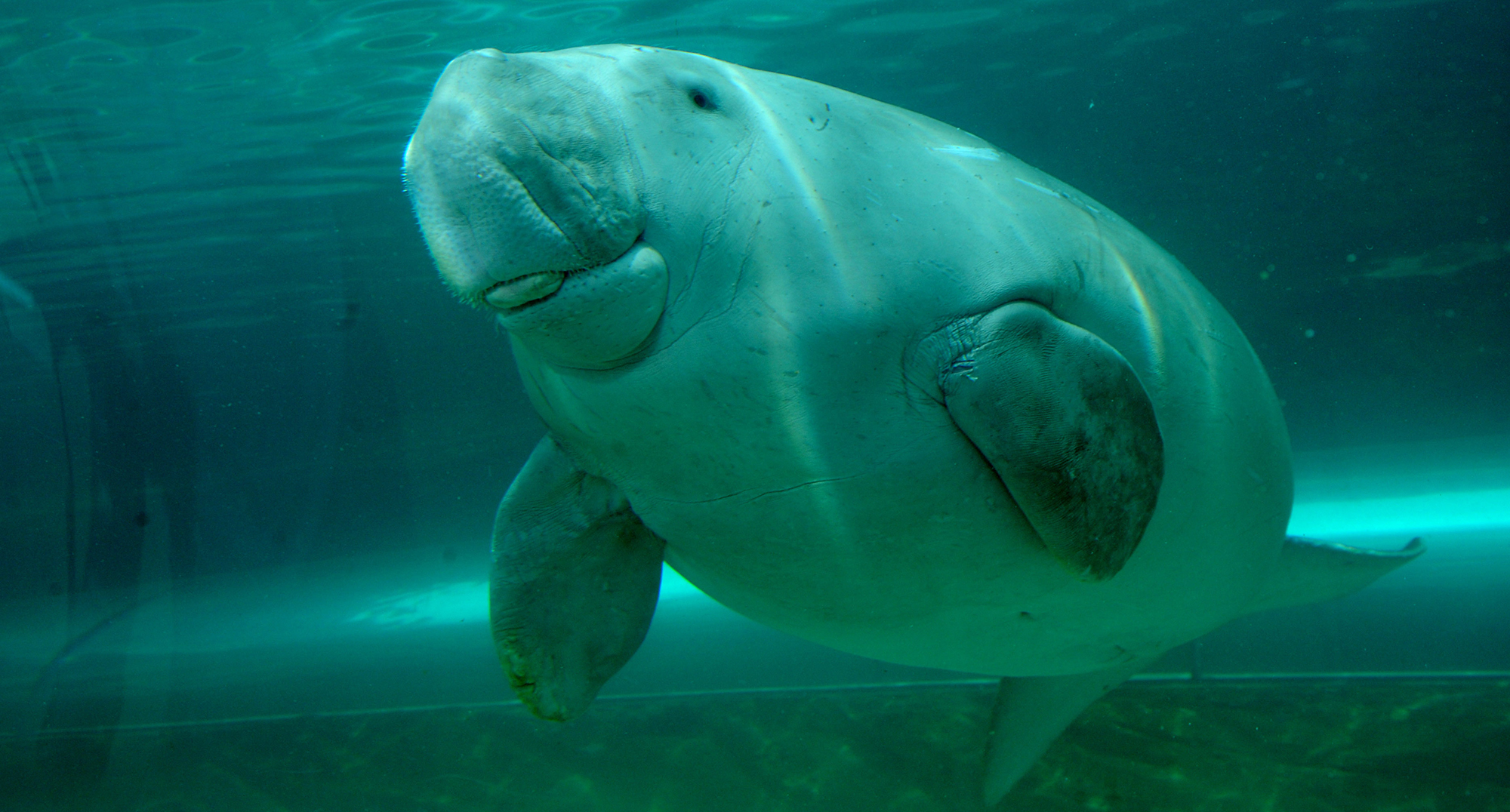 Book of the Dead – the species declared extinct in 2022