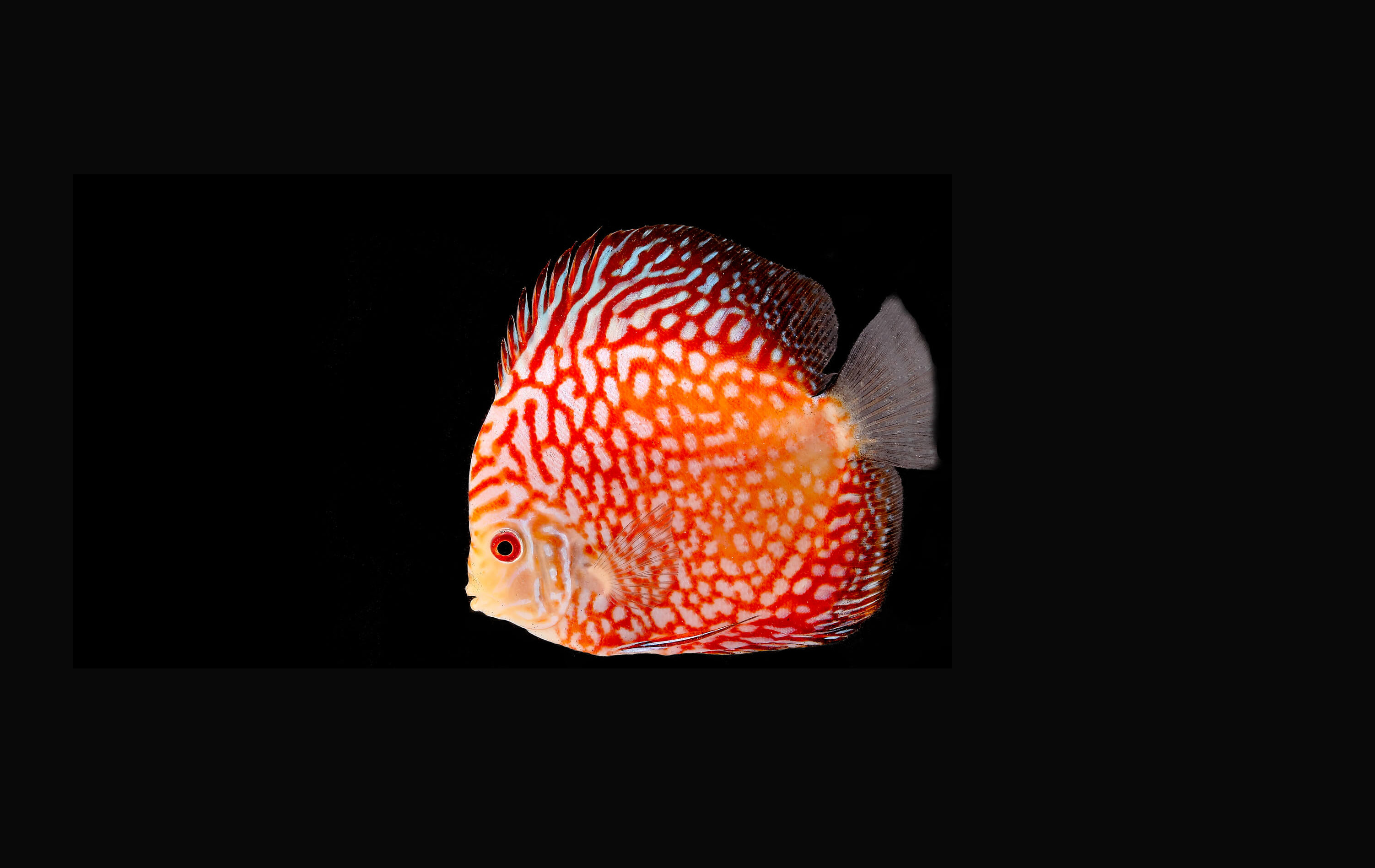 Evolution: Everything but an eye-biter