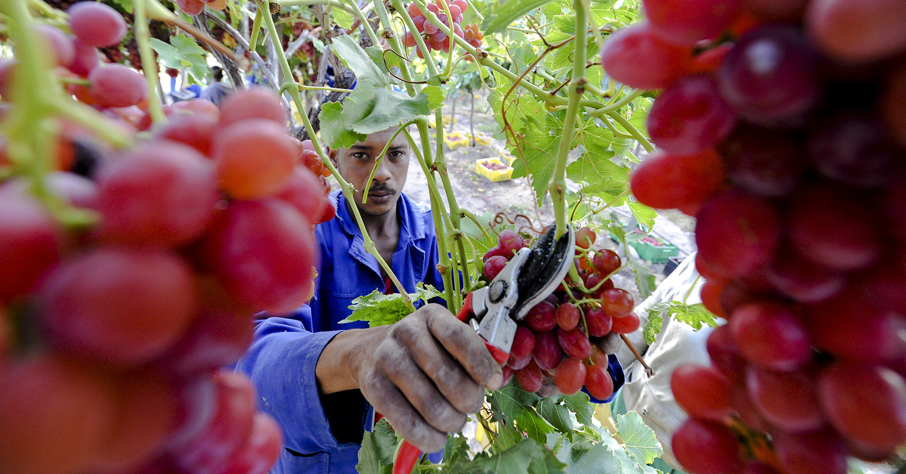 Eastern Cape MEC for Health alarmed as taxis bring 80 Covid-19-positive farmworkers home from the Western Cape