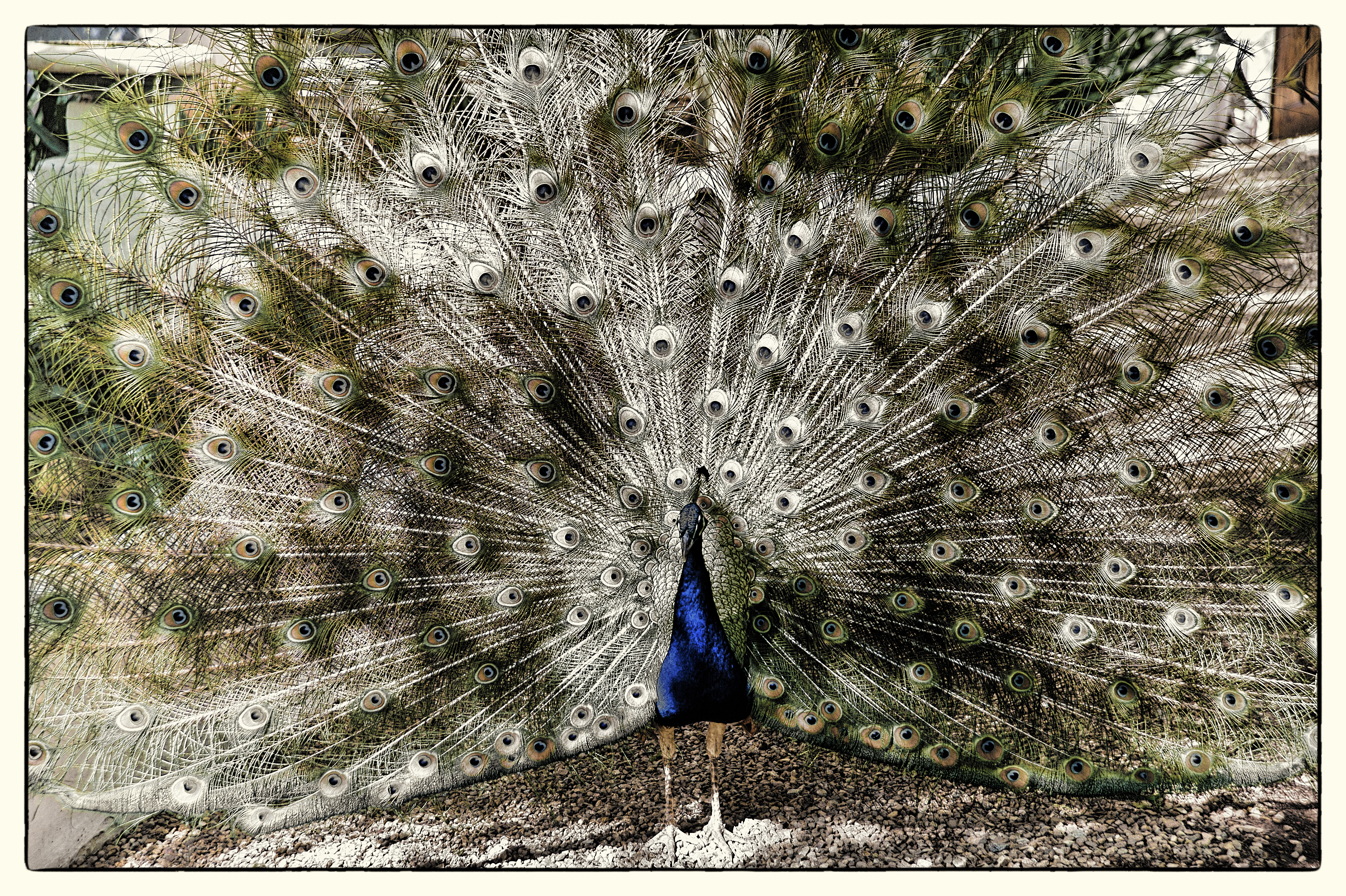 Billy’s magic Garden of the Beloved