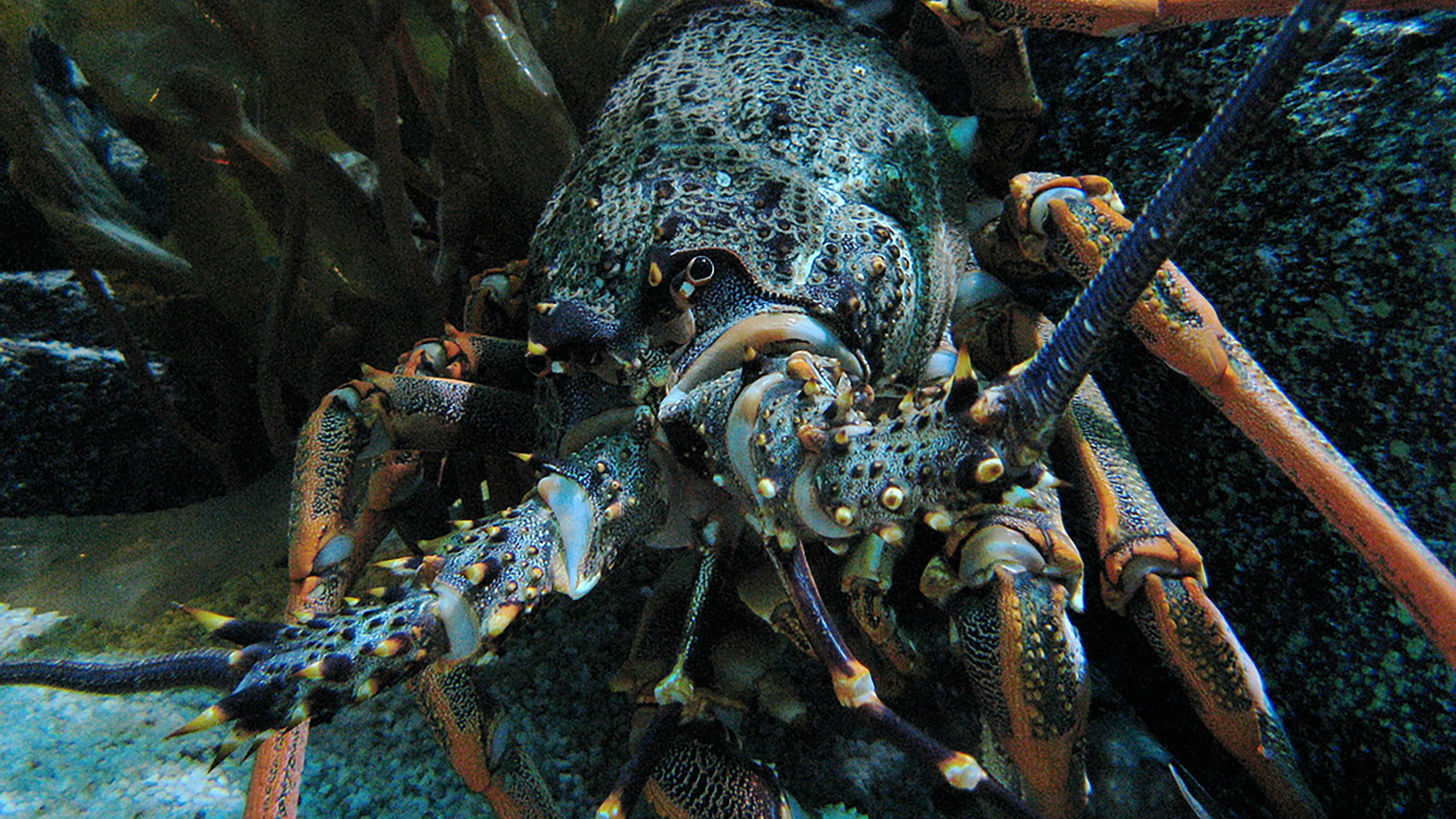 Deep Blue & Green: The World, a Fisherman’s Oyster