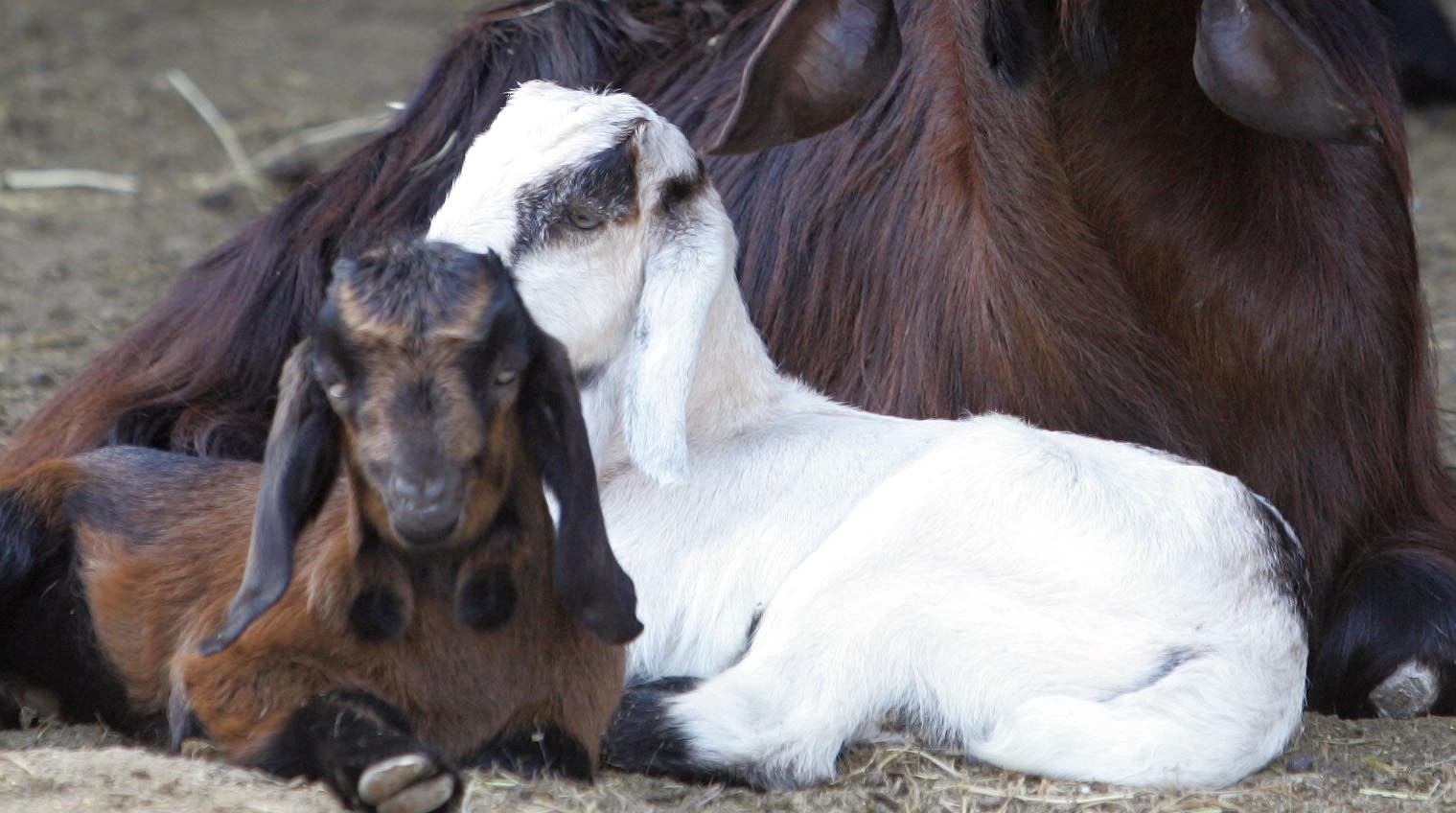 Revealed: Baby animals knowingly killed by British military
