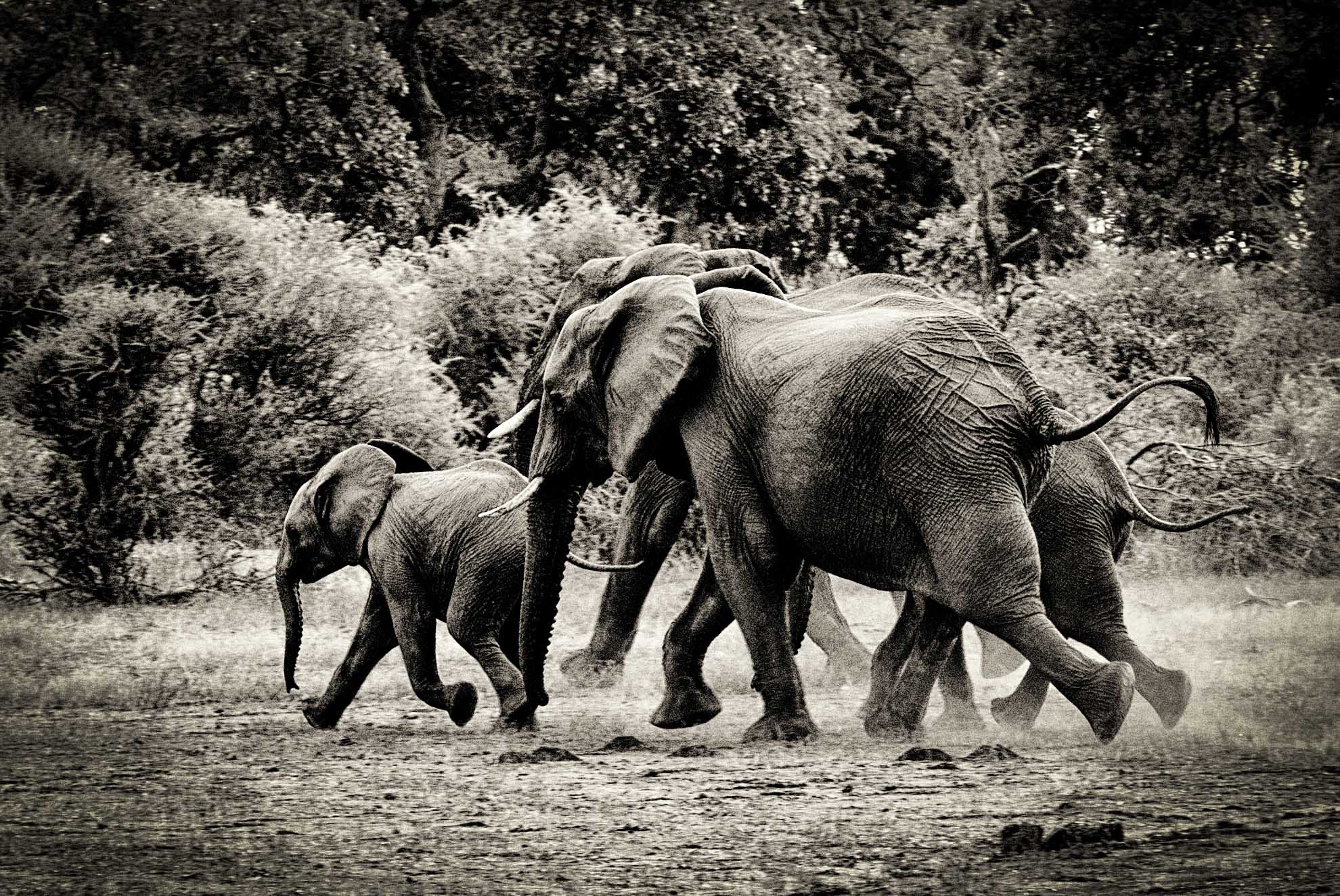 Killing elephants in Botswana is a vote-catcher that could go badly wrong