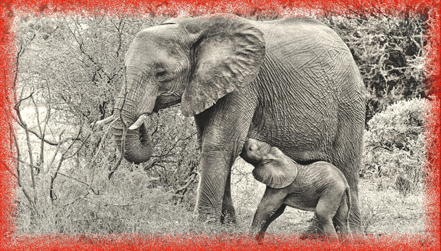 Markets of Death, Part Two: Blood Permits – how cheating officials undermine wildlife regulations