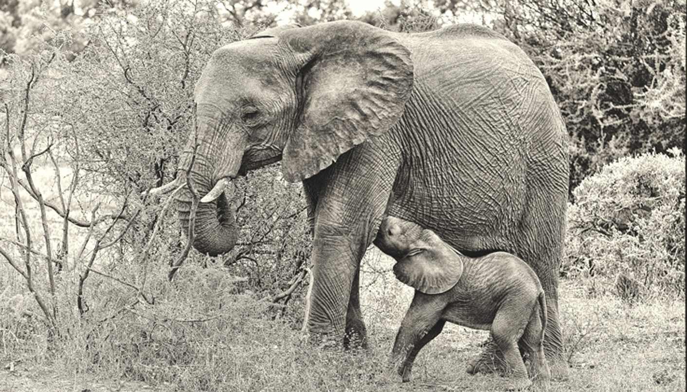 Remember the elephants