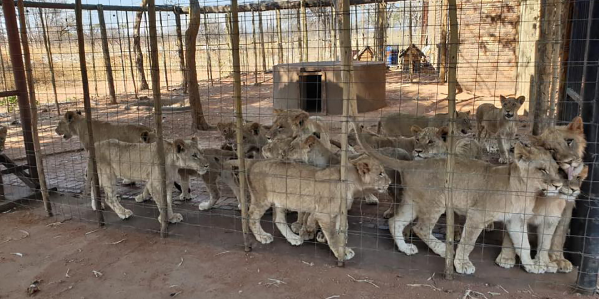 Urgent questions about the welfare of wildlife that Parliament needs to ask